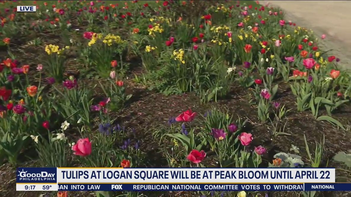 Tulips at Logan Square will at peak bloom until April 22